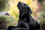 Veterinar: Kako zaštititi kućne ljubimce tokom paklenih vrućina