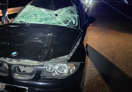 Budvanin sinoć povrijeđen na putu Brajići-Vrela: Vozilom udario kravu
