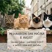 Međunarodni dan mačaka
