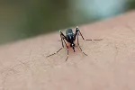 U Grčkoj registrovana 232 slučaja virusa Zapadnog Nila, 19 osoba preminulo