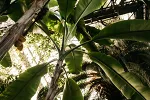 Nove strategije u botanici: Kako nauka prilagođava biljni svijet klimatskim promjenama