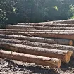 Uništavanje šuma: Jelovica opet na udaru
