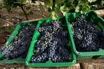 U toku berba vranca, Plantaže spremne za pripremu kvalitetnih vina