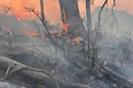 Ponovo gori Golo brdo kod Sutomora