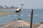 Nesvakidašnji prizor u Baru: Par roda na putu za Afriku odmara na šušanjskoj plaži