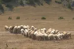 Počeo otkup jagnjadi, planirano 17.200 grla; penzionerima meso po 8,50 eura za kilogram