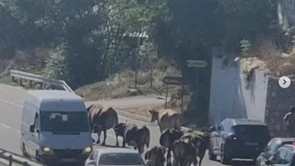 Upozorenje za vozače: Stoka na putu Cetinje – Brajići usporava saobraćaj