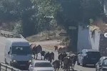 Upozorenje za vozače: Stoka na putu Cetinje – Brajići usporava saobraćaj