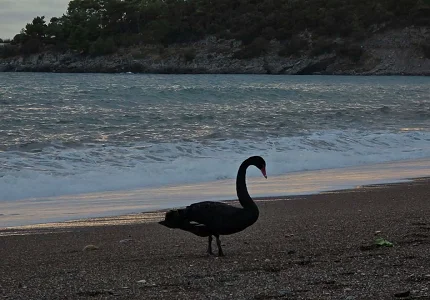 Apel CZIP-a građanima-Ne hranite crnog labuda u Bečićima i pomozimo mu da pronađe adekvatno stanište