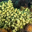 Skriveni dragulj Bokokotorskog zaliva:Najstariji živi organizmi Mediterana kriju se na svega deset metara dubine