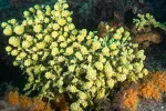 Skriveni dragulj Bokokotorskog zaliva:Najstariji živi organizmi Mediterana kriju se na svega deset metara dubine