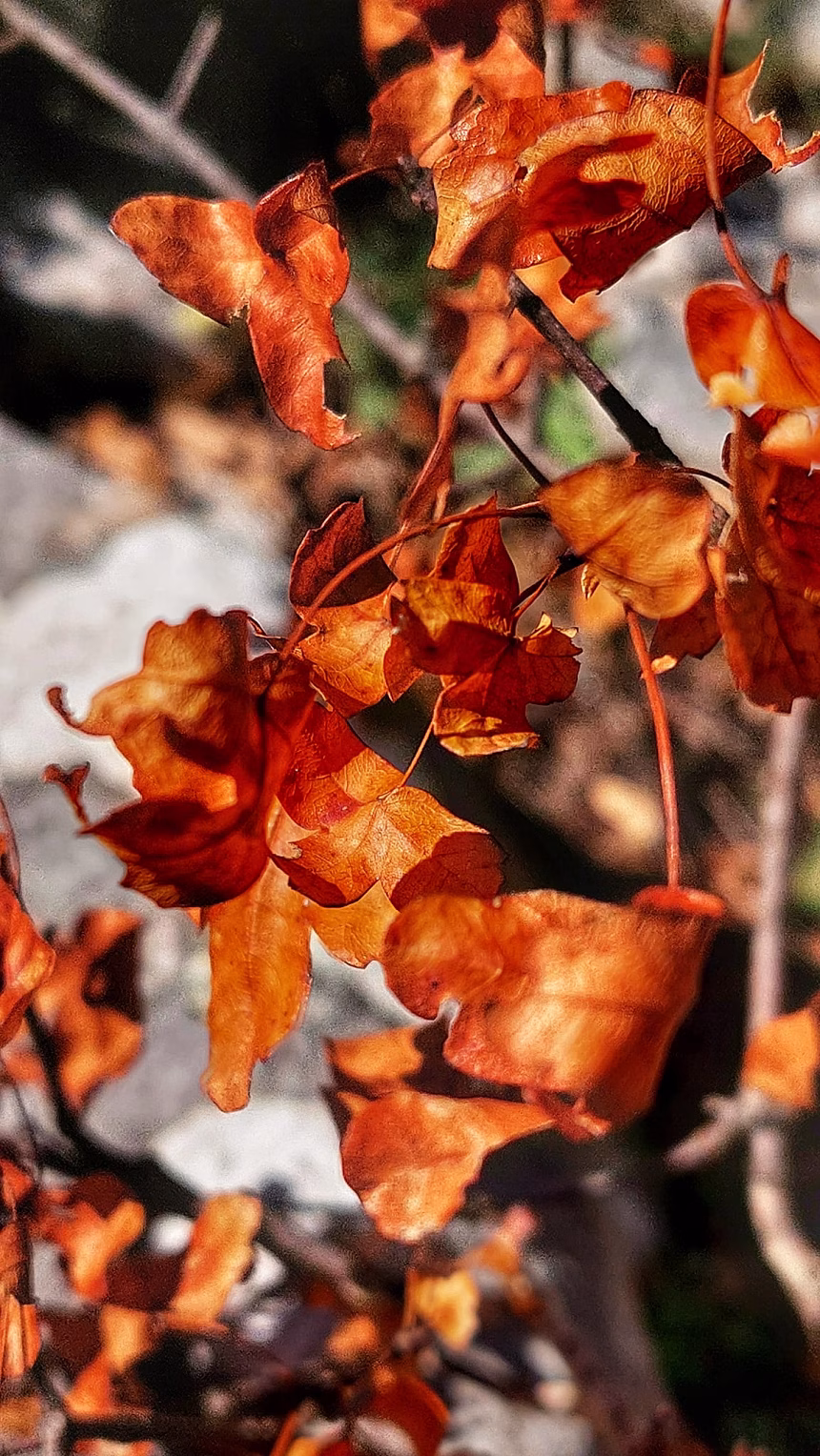 Foto: Portal RTV Budva