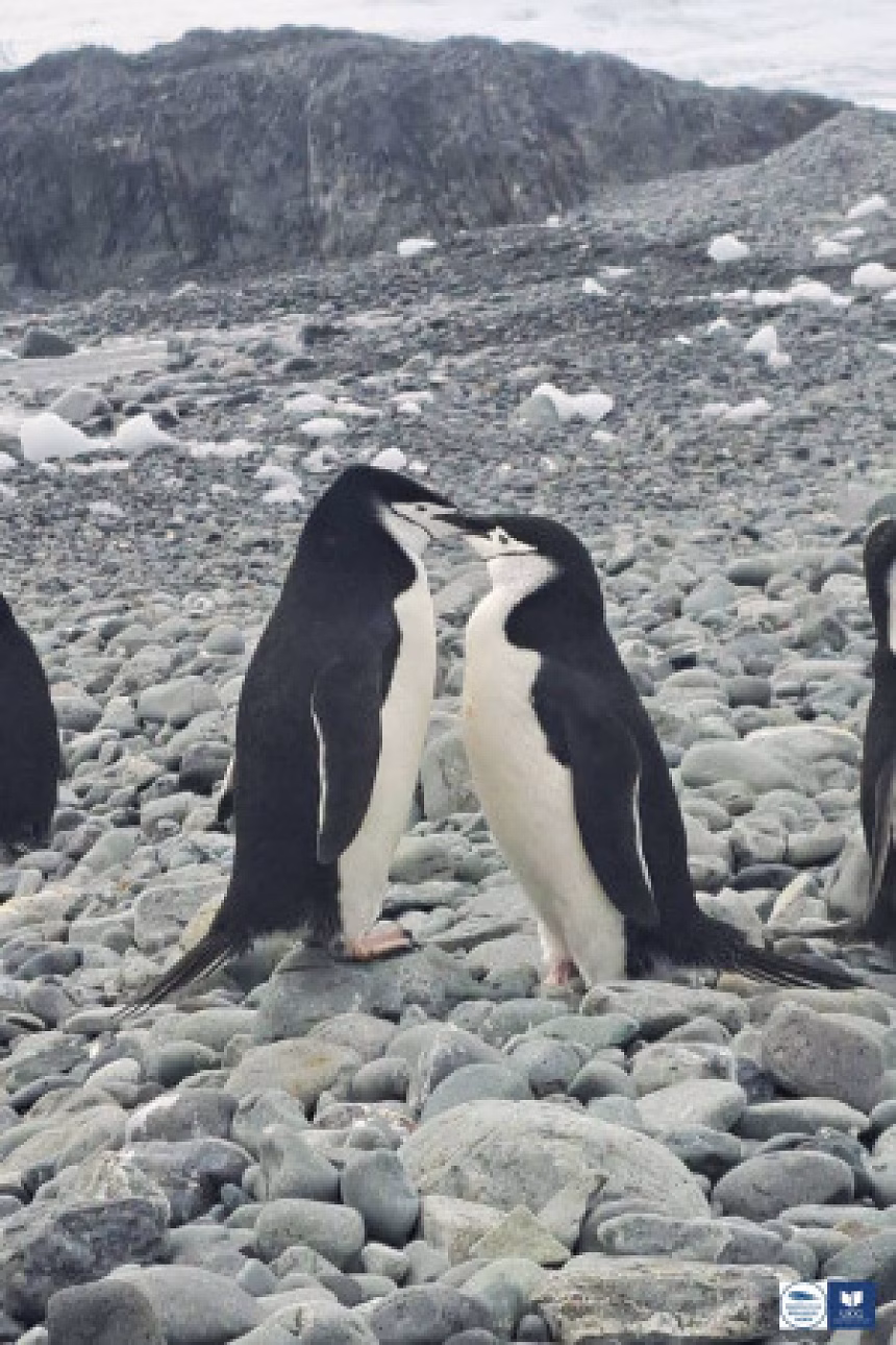 Foto: Insitut za biologiju mora