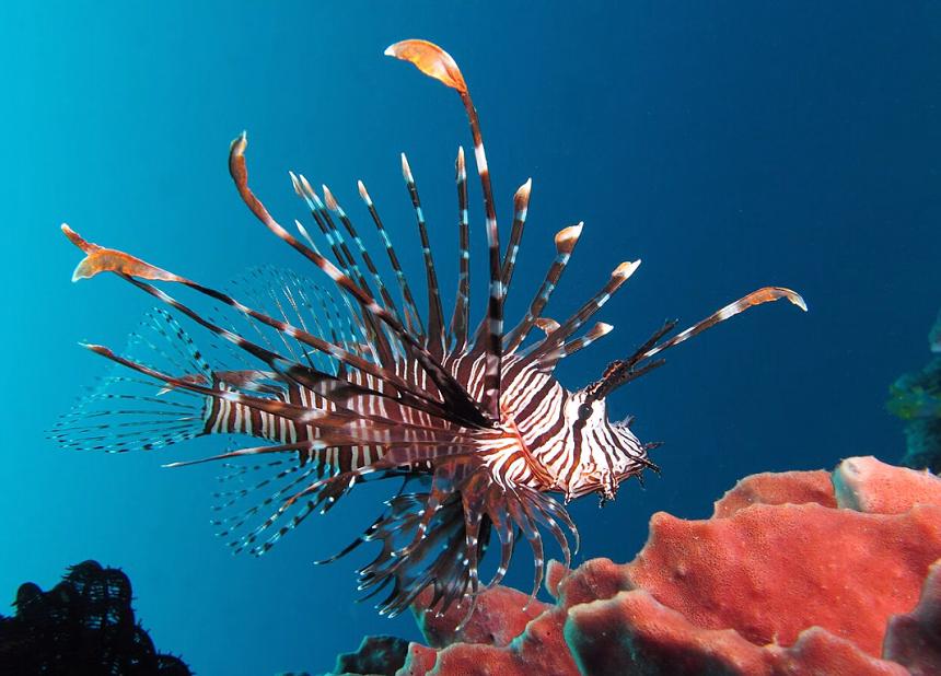 Foto: Wikipedia