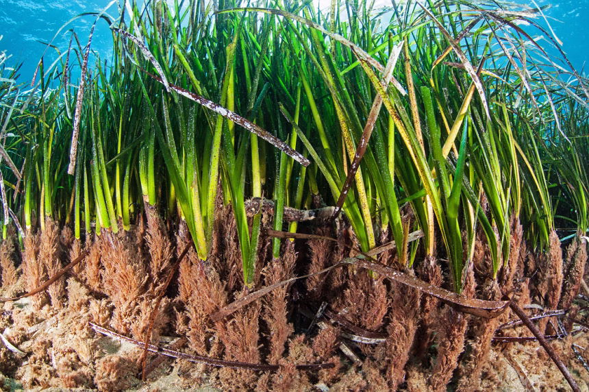 Livada posidonije (Posidonia oceanica) u Jadranskom moru. Source: Blue World Institute