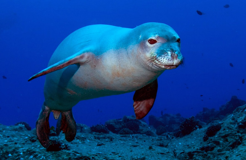 Foto: Wikipedia