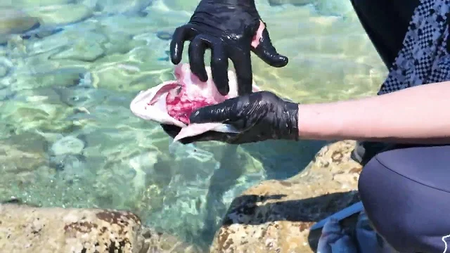 BUDVA U OKU 12 05 2026 KUVANJE OSTRVO