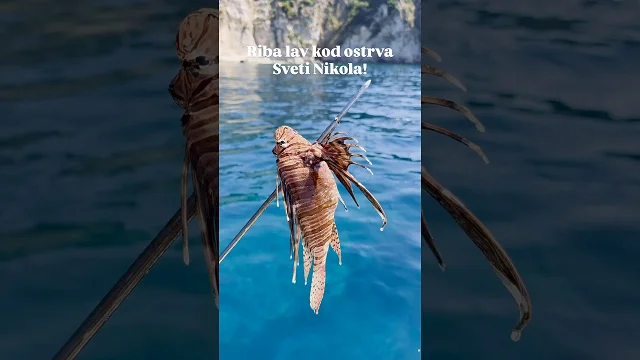Riba lav kod ostrva Sveti Nikola!