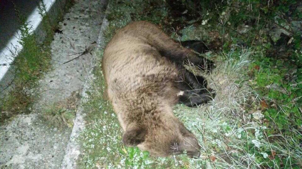 Medvjed stradao u udesu na putu Cetinje-Podgorica | Radio Televizija Budva