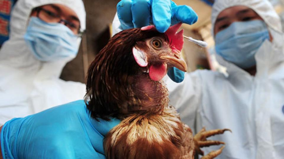 Postoji opasnost od pojave ptičijeg gripa | Radio Televizija Budva