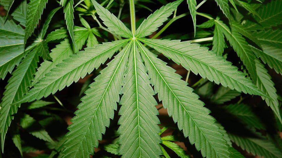 Za legalizaciju marihuane 3.000 potpisa | Radio Televizija Budva