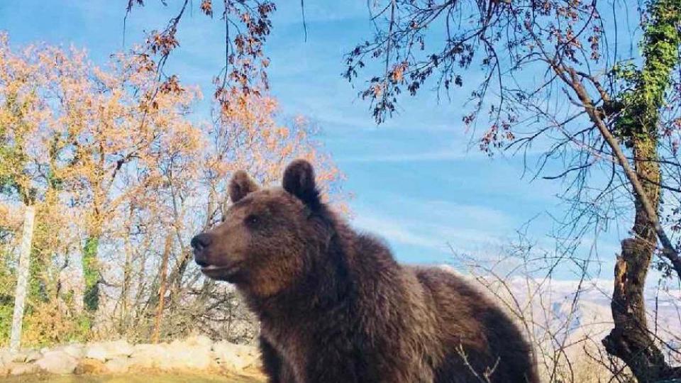 Crna Gora dobila rezervat za medvjeda koji se prostire na 8.400 kvadrata | Radio Televizija Budva