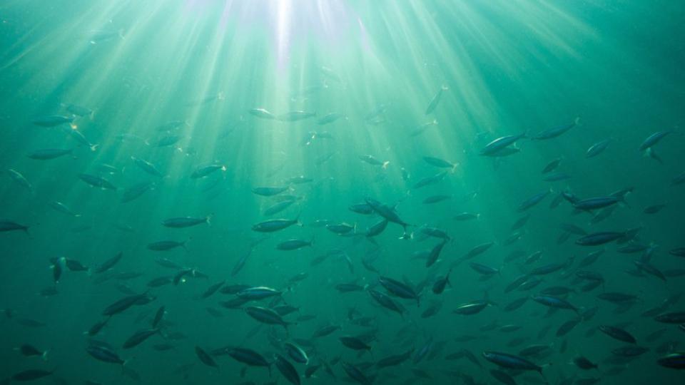 Plava riba umjesto crvenog mesa spasila bi godišnje 750.000 ljudi | Radio Televizija Budva