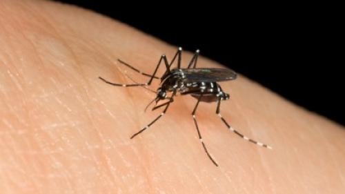 Danas počinje zaprašivanje komaraca | Radio Televizija Budva