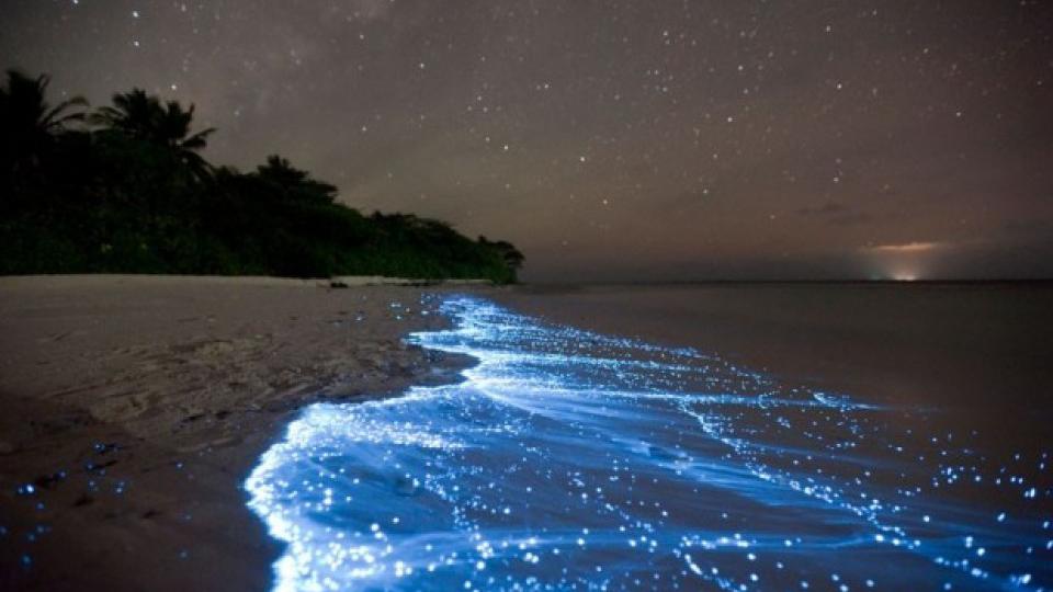 Djeluje nestvarno – bioluminescentni zaliv u Portoriku | Radio Televizija Budva