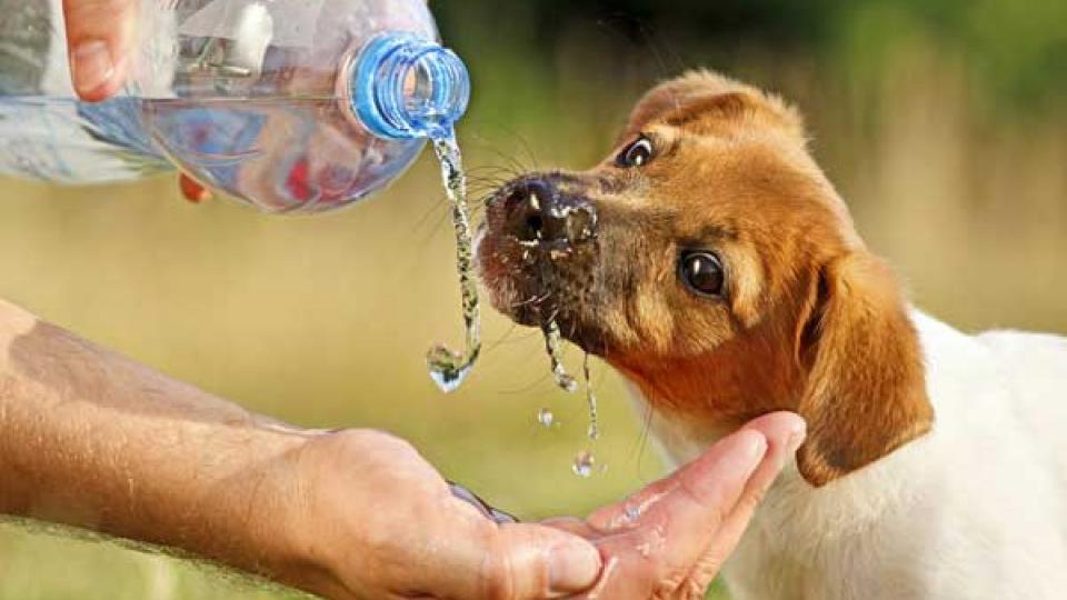Uočite dehidriranost kod psa | Radio Televizija Budva