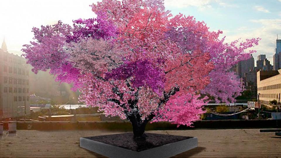 Drvo koje rađa 40 vrsta voća | Radio Televizija Budva