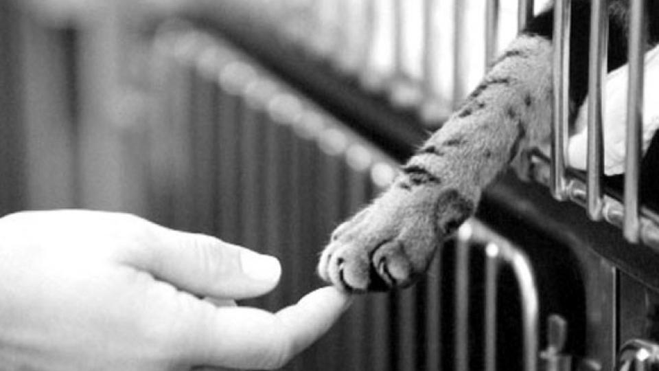Danas je Svjetski dan životinja: Ne napuštajte ljubimce, zaštitite ih! | Radio Televizija Budva