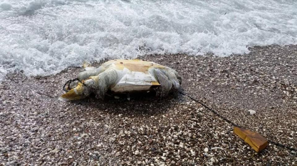Uginula morska kornjača na Slovenskoj plaži | Radio Televizija Budva