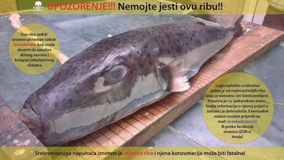 Izbjegavajte ovu ribu, smrtonosna je! | Radio Televizija Budva