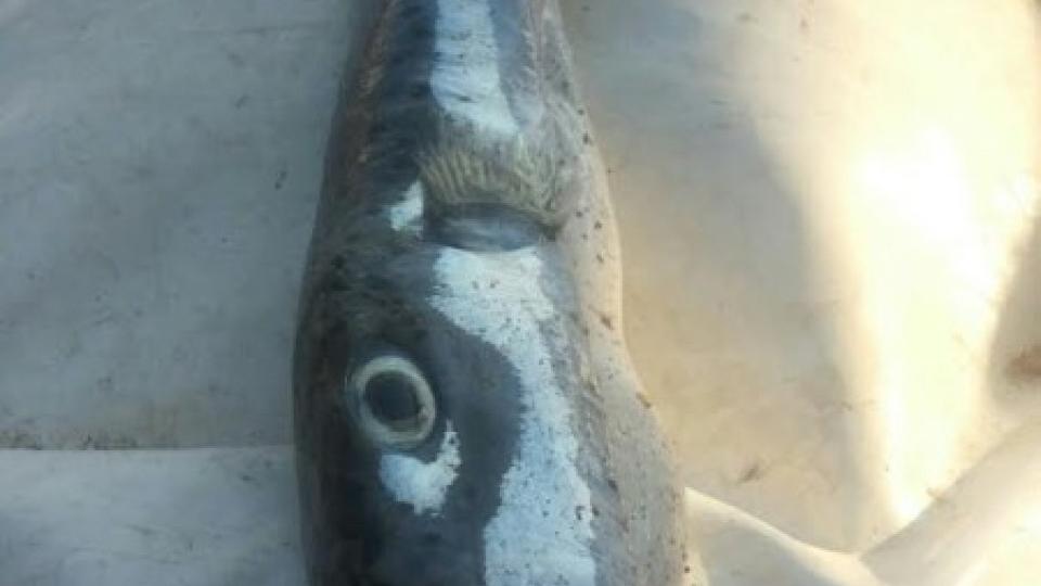 Otrovna riba ulovljena u Bečićima | Radio Televizija Budva