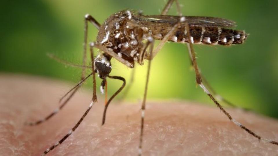 Nastavljeno zaprašivanje komaraca u Budvi | Radio Televizija Budva
