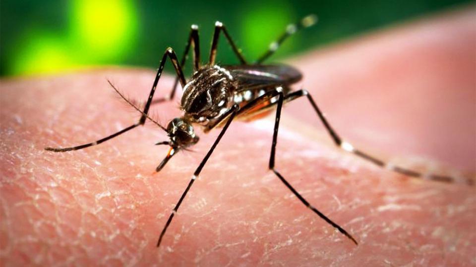 U Crnoj Gori nema zabilježenih slučajeva virusa zika | Radio Televizija Budva