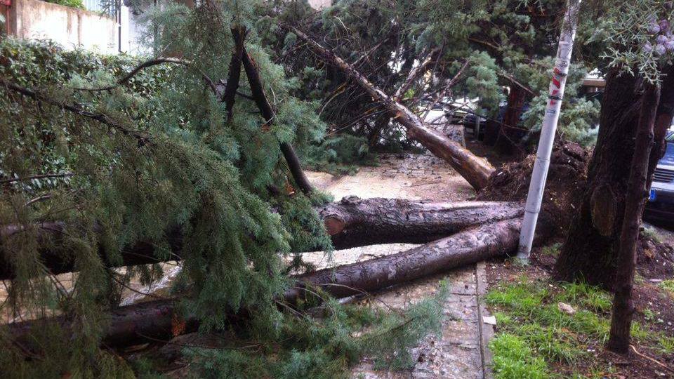 Budva: Olujni vjetar oborio drveće | Radio Televizija Budva