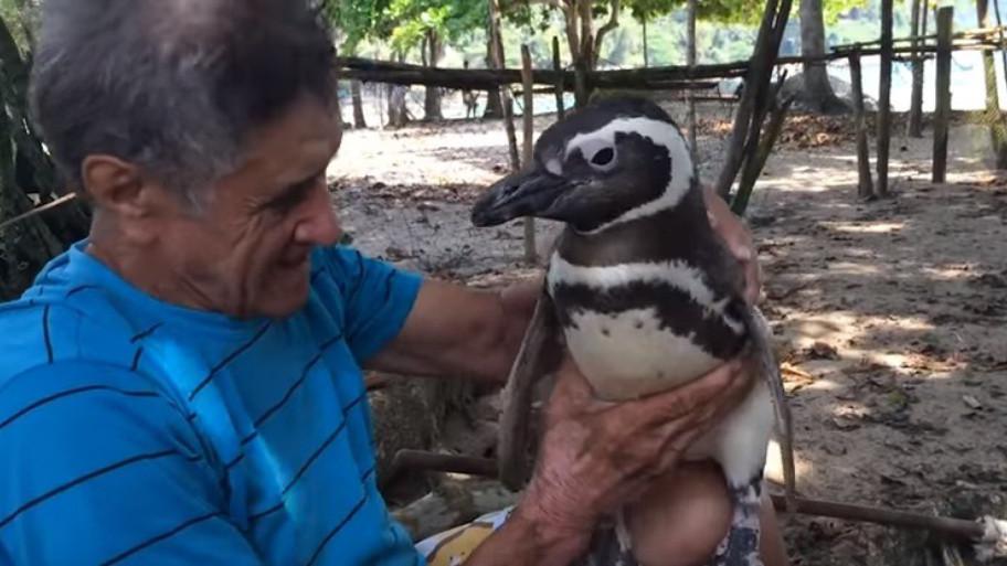 Ovaj pingvin pliva po 8.000 km da bi vidio čovjeka koji mu je spasio život | Radio Televizija Budva