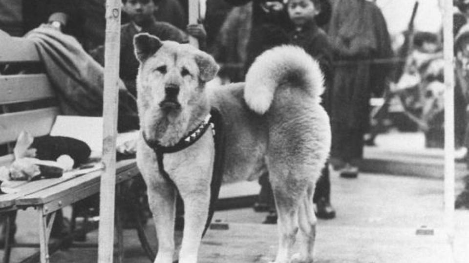 Priča o Hačiku i njegovom prijatelju: Pas čija je vjernost ušla u istoriju | Radio Televizija Budva