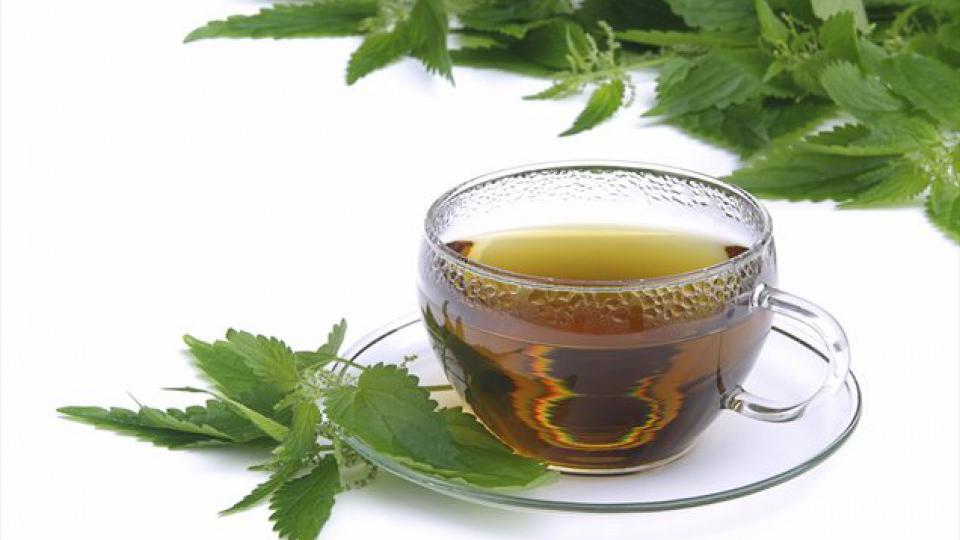 Čaj od koprive: Moćni napitak koji čisti krv, hrani i obnavlja ćelije | Radio Televizija Budva