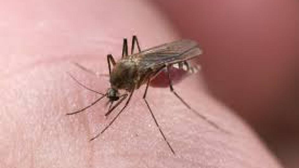 Borba protiv komaraca ne prestaje, ekipe ponovo na trerenu | Radio Televizija Budva