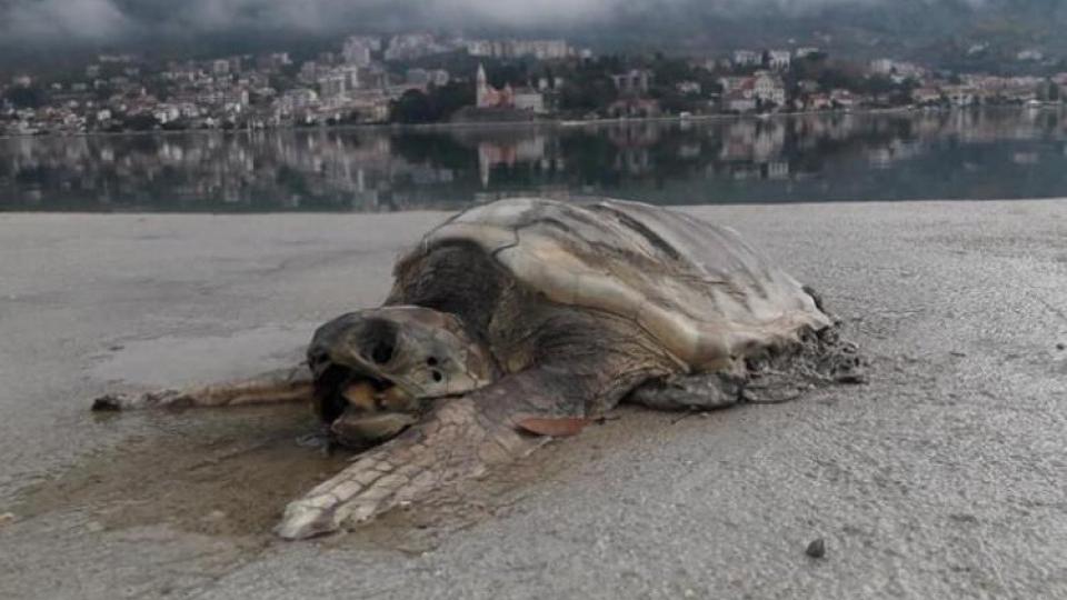 Pronađena mrtva morska kornjača u Kotoru | Radio Televizija Budva