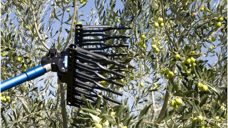 U Budvi oko 20.000 stabala maslina | Radio Televizija Budva