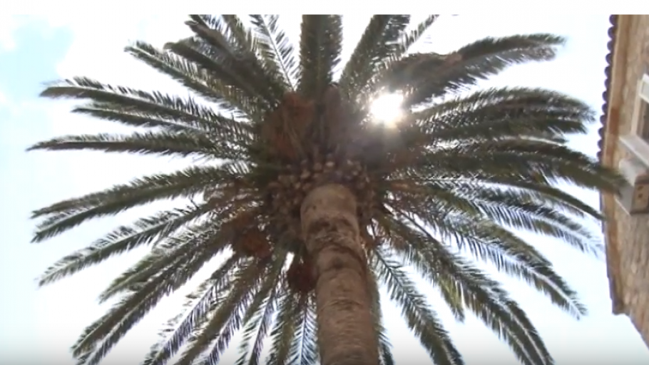 Stogodišnja palma u Starom gradu zamijenjena novom | Radio Televizija Budva