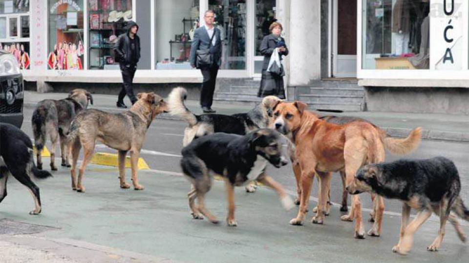 U Budvi za sedam dana u napadima pasa povrijeđeno troje djece | Radio Televizija Budva