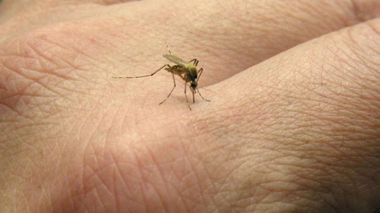 Počelo zaprašivanje komaraca: Građani tvrde da ih je sve više? | Radio Televizija Budva