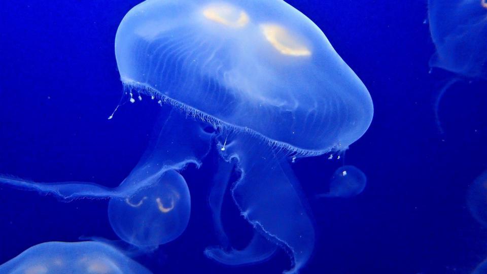 Šta uraditi ako vas opeče meduza? | Radio Televizija Budva