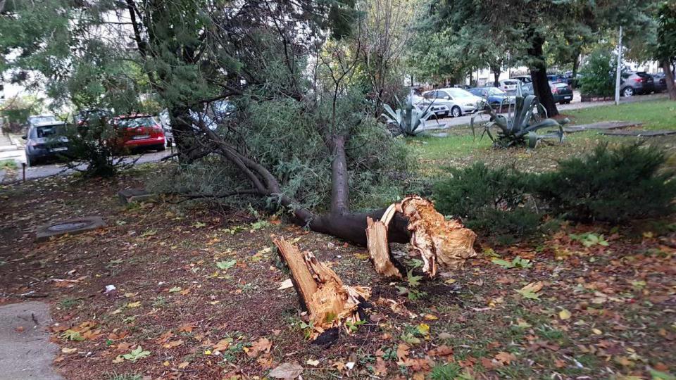 Jak vjetar obarao stabla u Tivtu i izazvao odron na putu u Verigama | Radio Televizija Budva