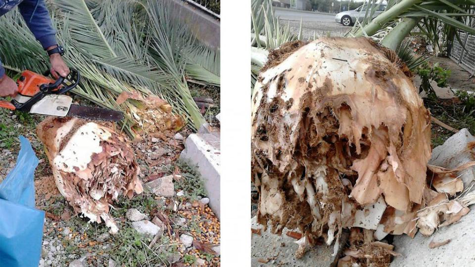 Crveni surlaš za tri godine uništio 126 palmi sa javnih površina u Budvi | Radio Televizija Budva